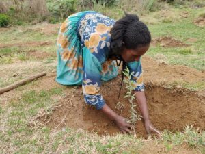 Donated to WeForest.org for Forest Restoration